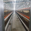 肉鸡笼框架养殖肉鸡笼大型养殖场笼养设备